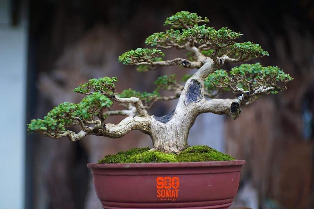 Premna Microphylla Bonsai Tree with Aged Character and Natural Growth