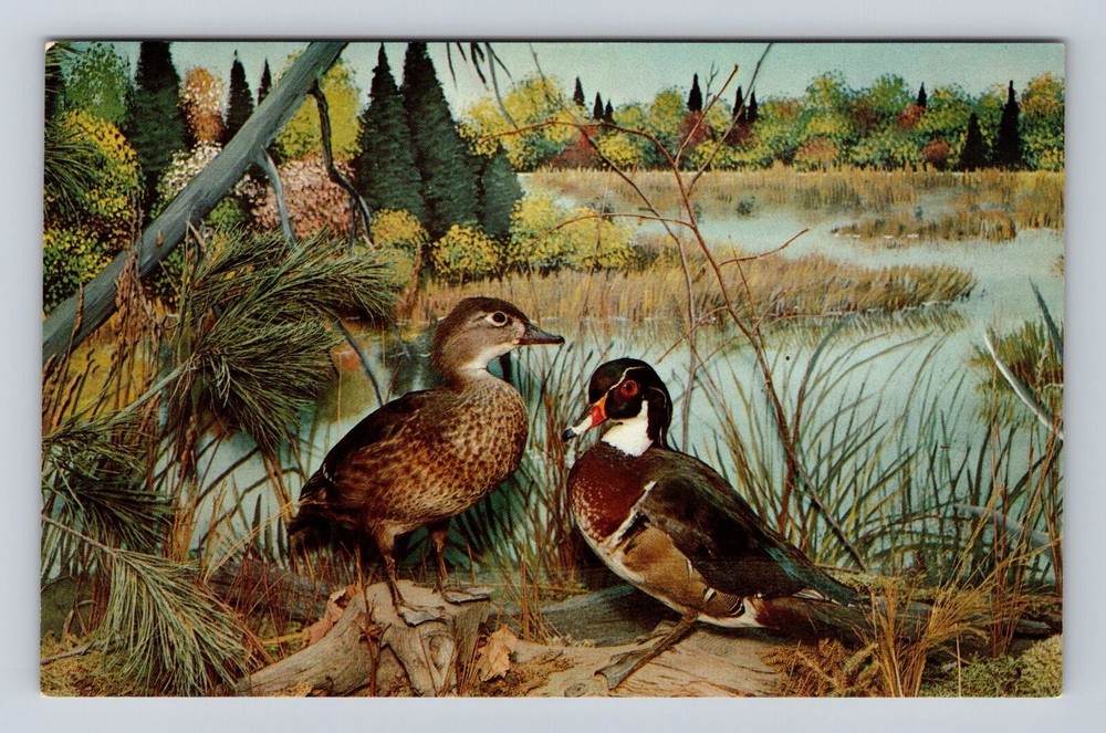 Gaylord MI-Michigan, Wood Ducks, Call Of The Wild Museum, Vintage Postcard
