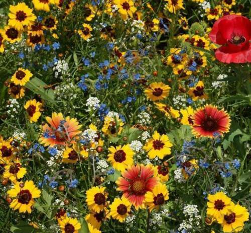 Late Blooming Wildflower Mix Seeds - Perennials and Annuals - ST14