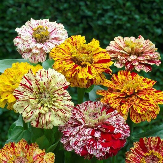 Zinnia CANDY STRIPED Flower Mix Heirloom 3-4