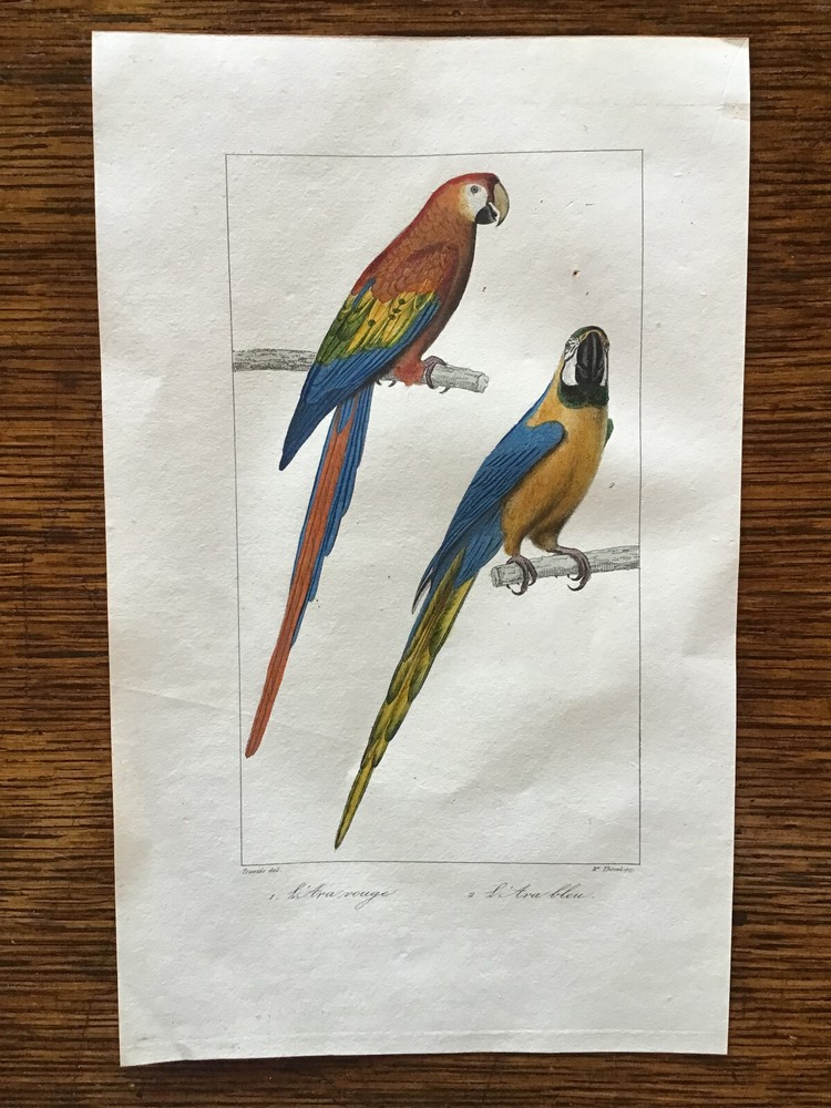 Antique hand-colored bird print of two macaws  by Traviés
