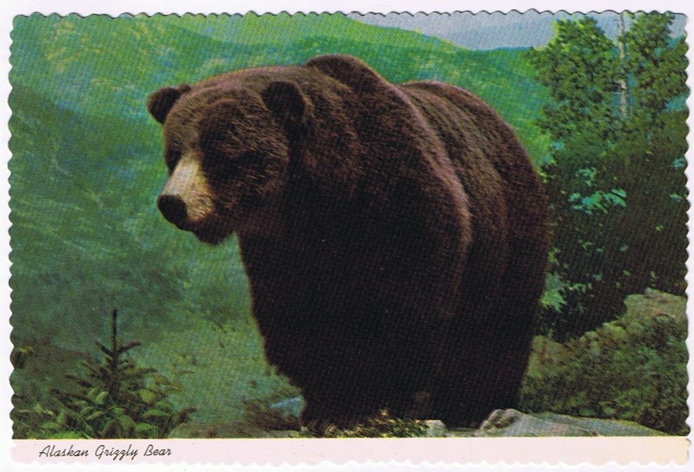 Alaskan Grizzly Bear Wildlife Postcard