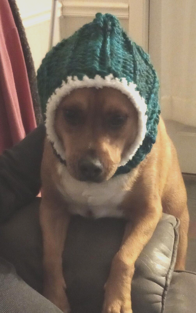 crochet handmade dog pet hood hat snood medium large baltimore bay  blue