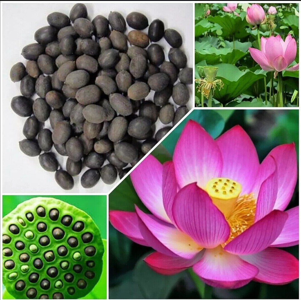 60x Seeds Lotus Mix Flower Seed Hand Picked Aquatic Plants Water Garden US