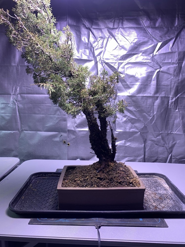 Rocky Mountain Juniper Bonsai
