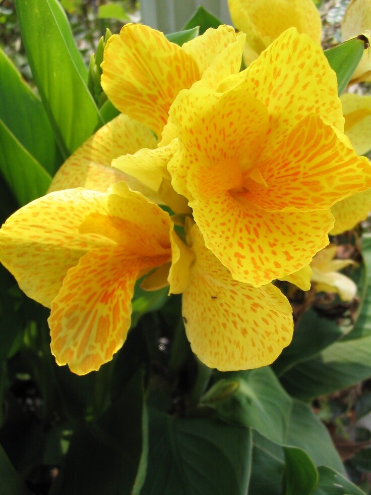 50 CANNA TROPICAL YELLOW Live Plants Plugs Garden Home Annuals Planters DIY 247