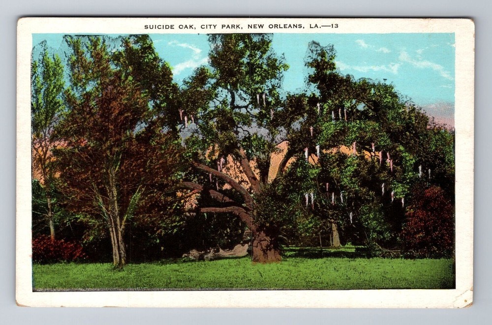 Vintage New Orleans Oak Tree Postcard in City Park Louisiana  