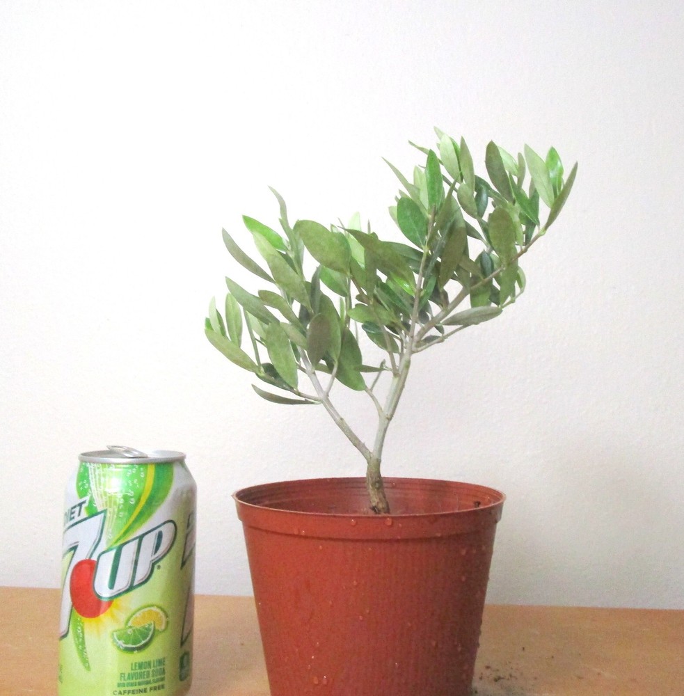 Dwarf European Olive Mame Shohin Bonsai Tree for Small Spaces