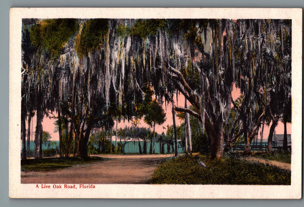 Florida A Live Oak Road Near Water Unposted S.H Kress & Co Postcard