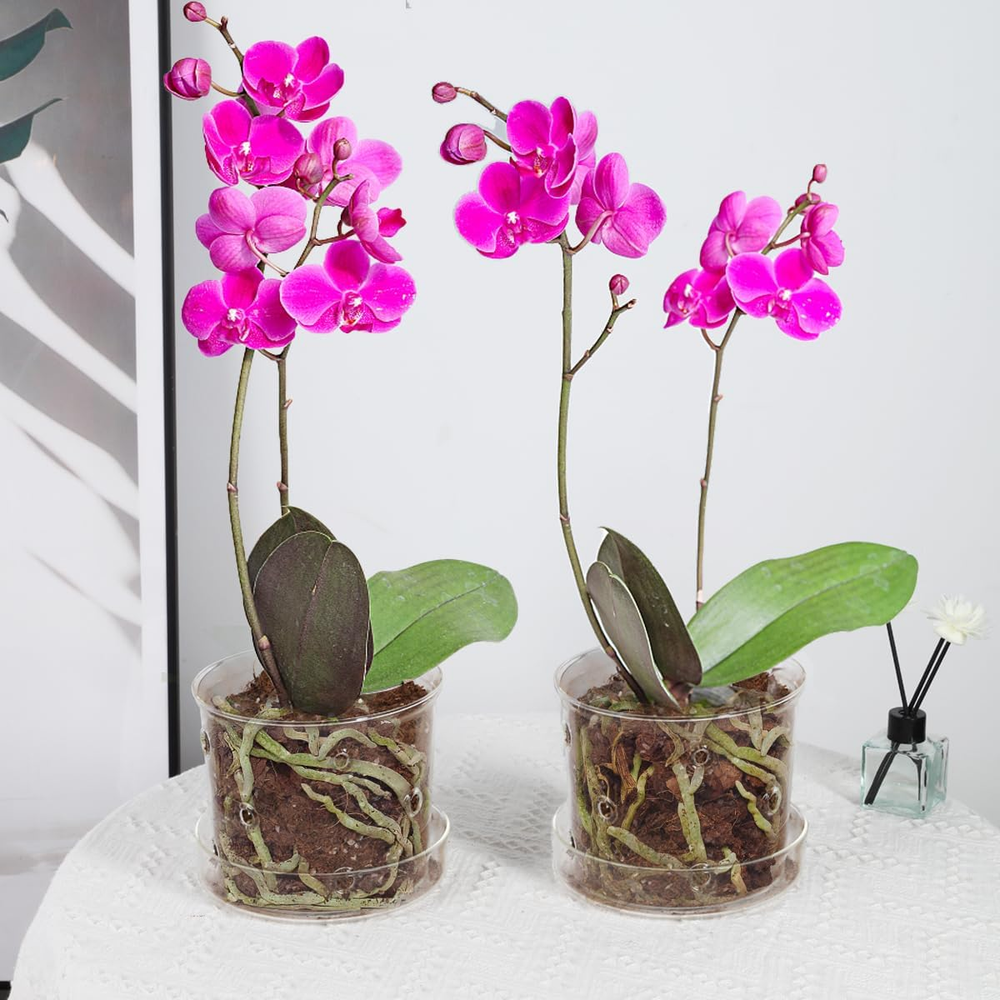 2Pcs Clear Glass Orchid Pots with Drainage Holes and Tray for Healthy Roots