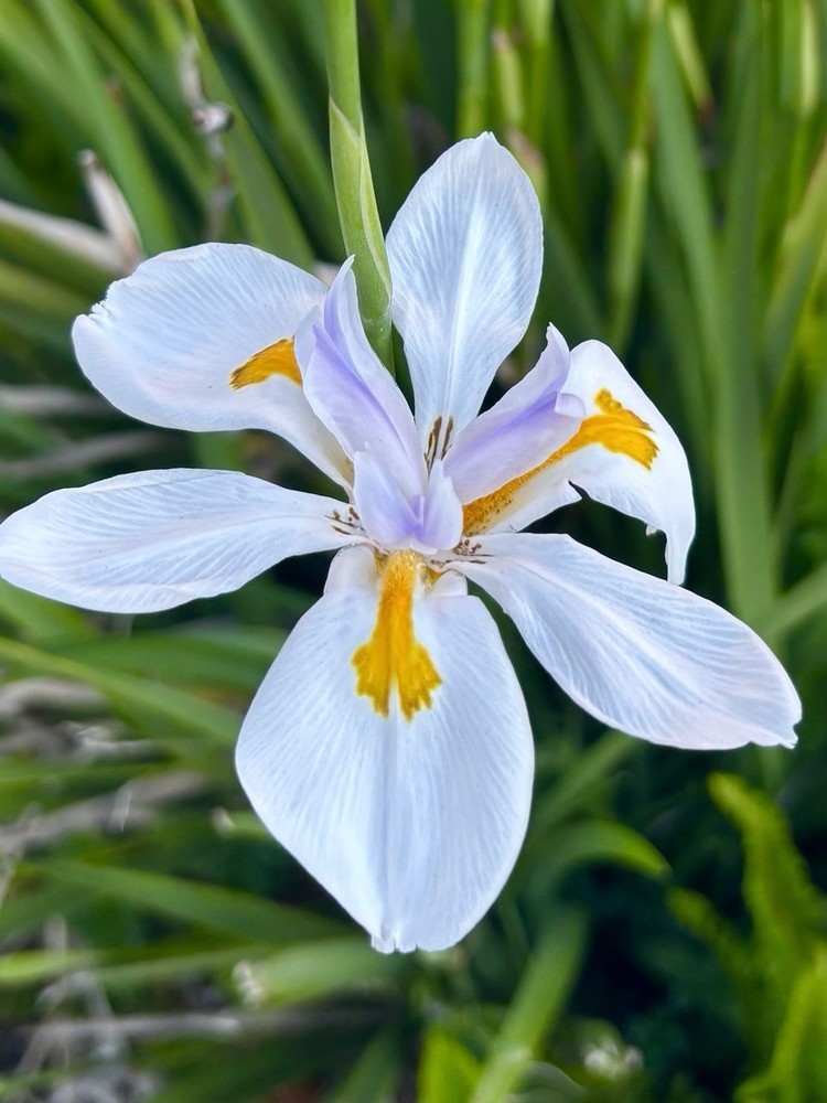 White AFRICAN IRIS  live Plant Mature  30” Tall