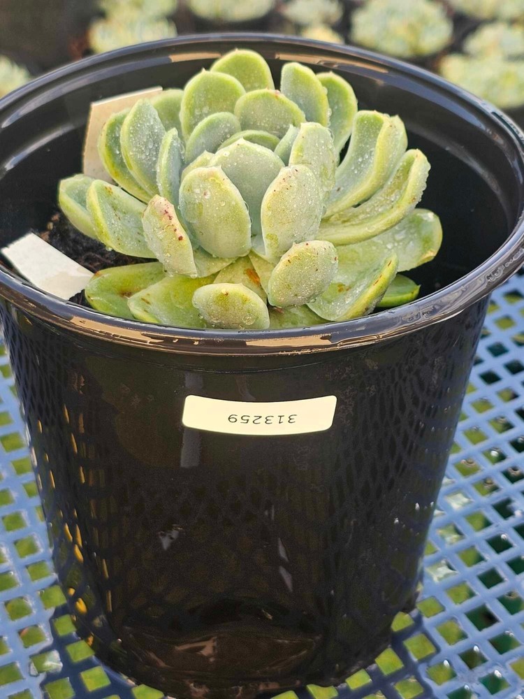 Echeveria Elegans (Giant) - 1Gal  Actual Plant Pictured - Clearance Sale! 313259-image