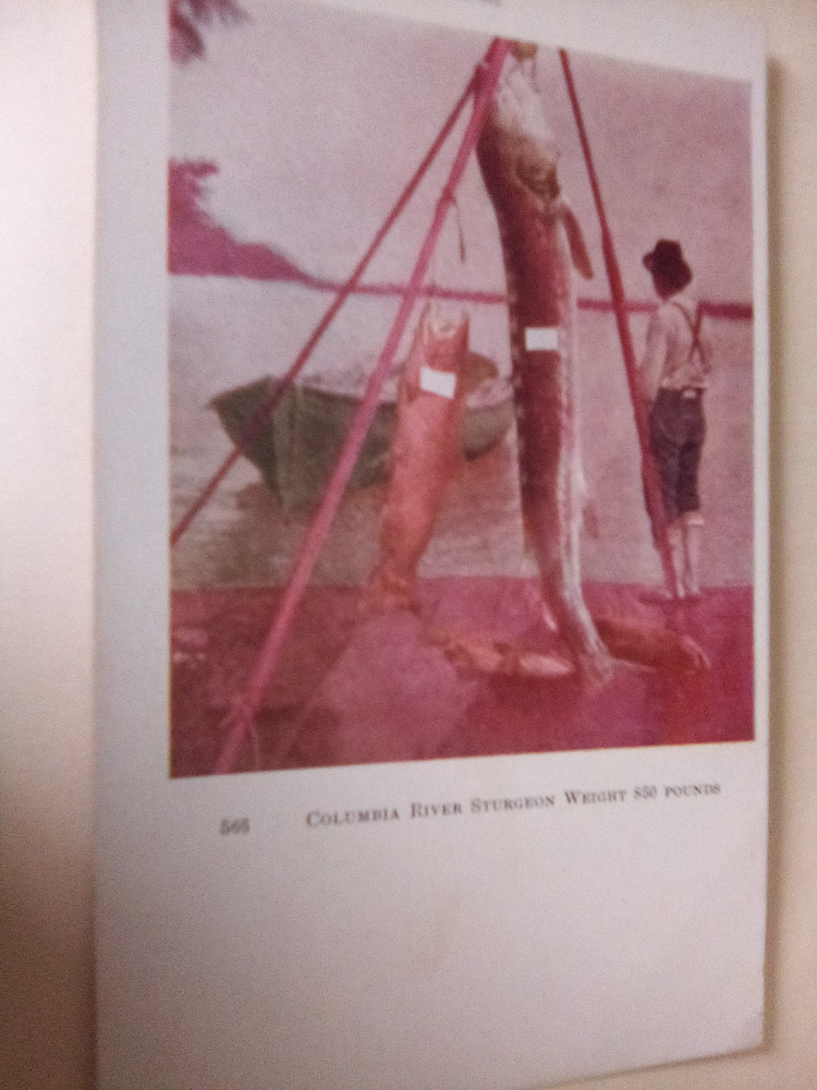 postcard Columbia River , Weight 850 lbs.