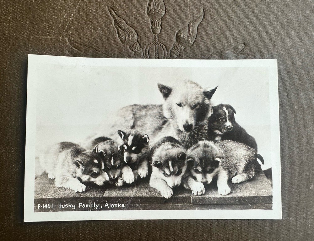 Antique 1910s/20s Husky dogs puppies family Alaska souvenir RPPC postcard unused