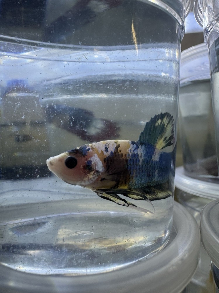 Vibrant Koi Plakat Male Betta Fish for Aquariums