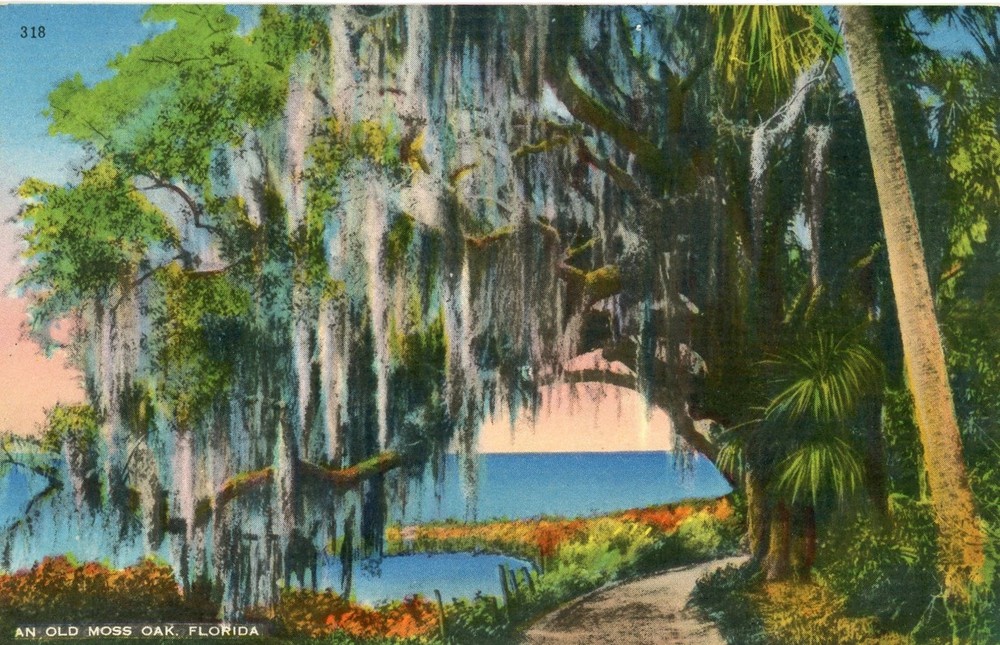 Vintage Old Moss Oak Florida UNP Postcard VG Condition