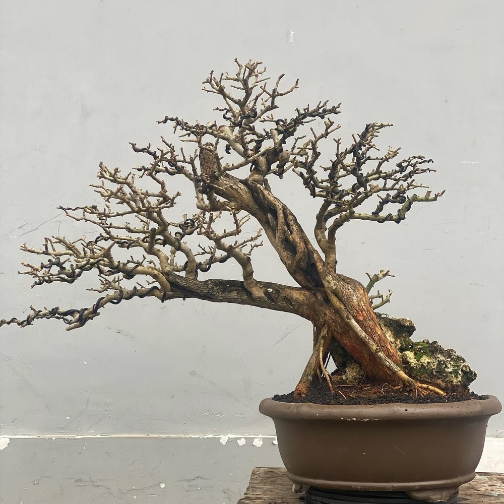 Actual plant Bonsai Cudrania Cochonchinensis old tree bonsai