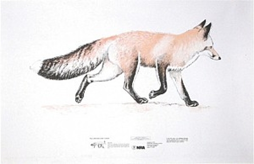 NRA Red Fox Life-Size Game Targets (HF 07930), 35