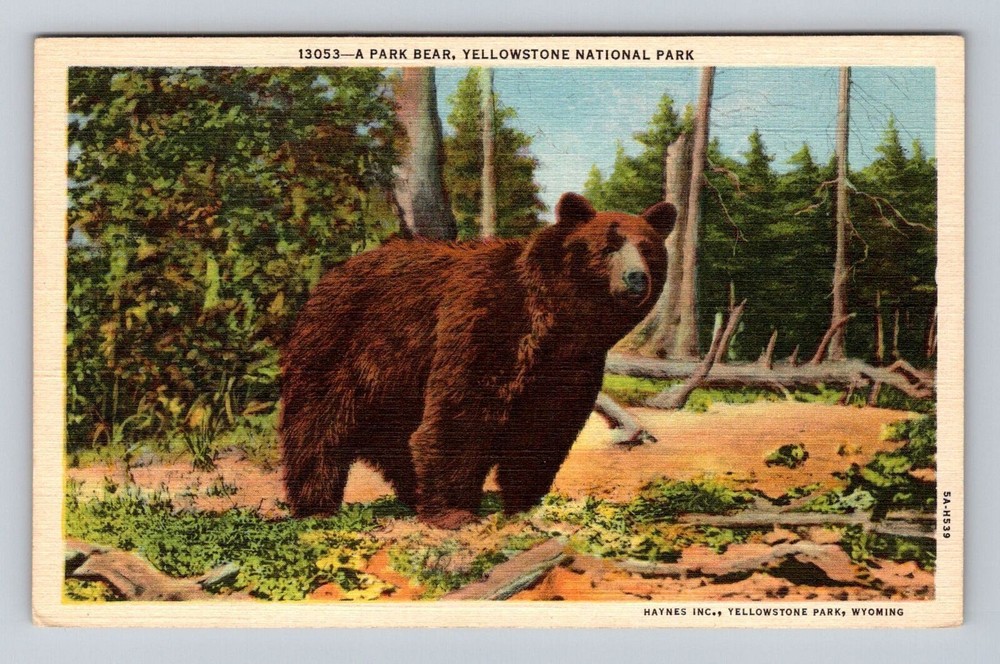 Yellowstone National Park, Park Bear, Series #13053 Vintage Souvenir Postcard
