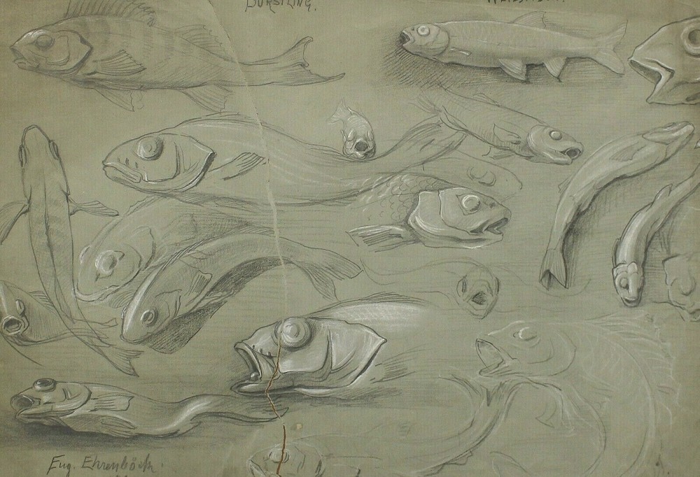 Clearance Sale Mixed Technique Signed Fish Brush White Fish Eug. Ehrenböck-image