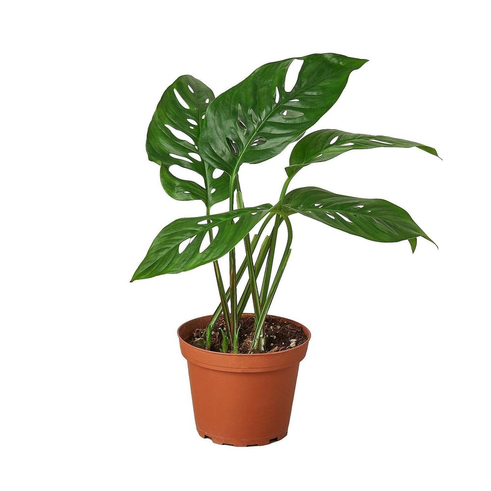Monstera Adansonii Swiss Cheese Plant in 4 Inch White Cylinder Pot