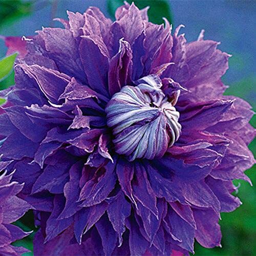 Double Purple Clematis Flower-Leather Flower,Traveller's Joy 50 Seeds Showy