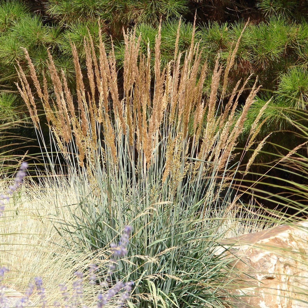 Drought-Tolerant Indian Native Grass Seed - 1 lb Perennial Low-Maintenance Lawn