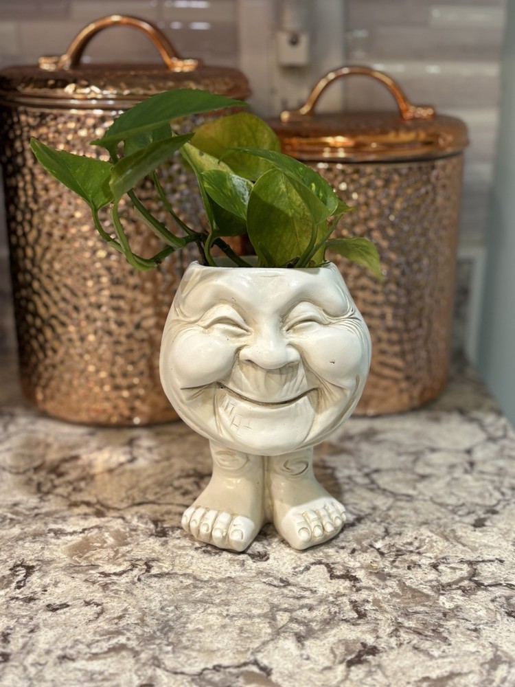 Golden Pothos Live House Plant 4