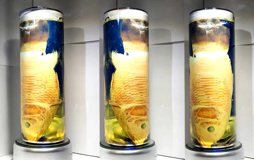 fish in jar  tumbler  Stainless-Steel 20oz with SS straw and cleaner