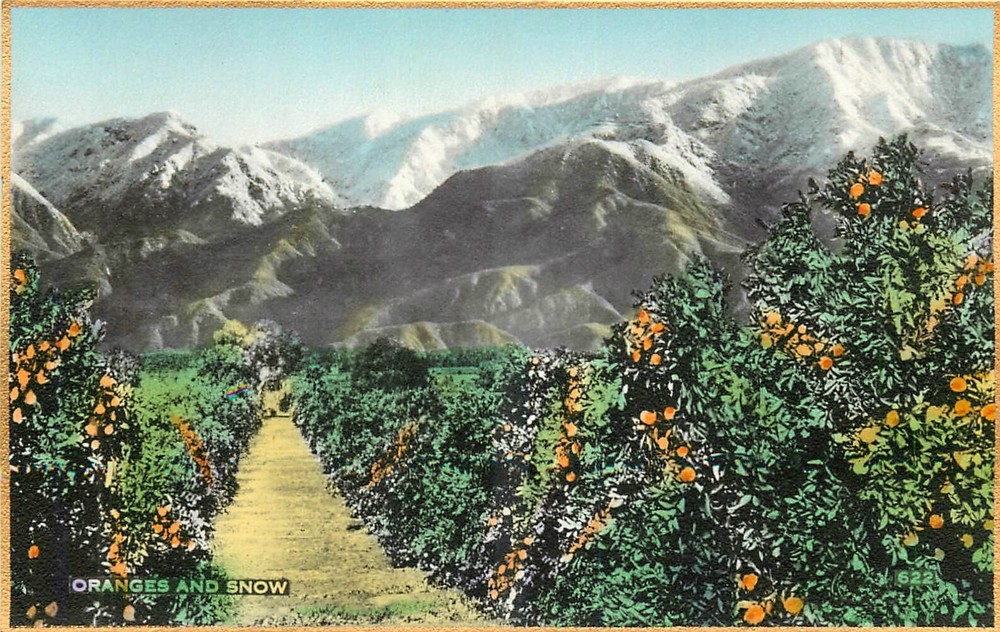 1920s California Oranges & Snow Martin hand colored Postcard 25-1413