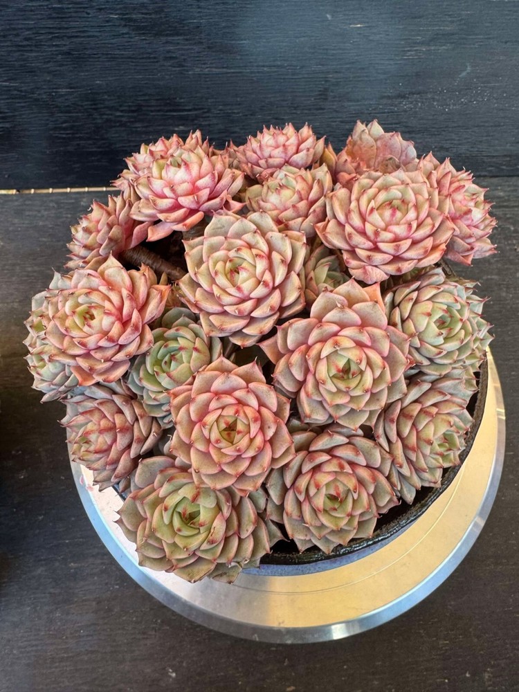 Succulent live plant Ben Baldish Office plant Live Plant Home decor Plant