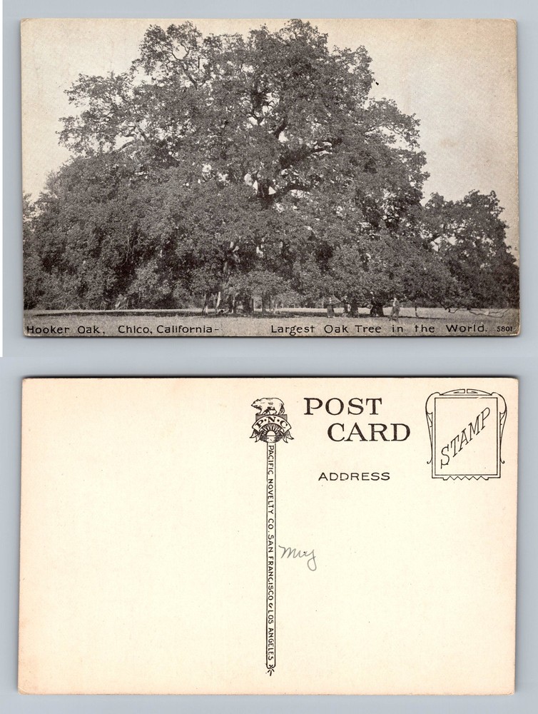Chico CA Vintage Postcard Featuring Hooker Oak the Largest Oak Tree in California