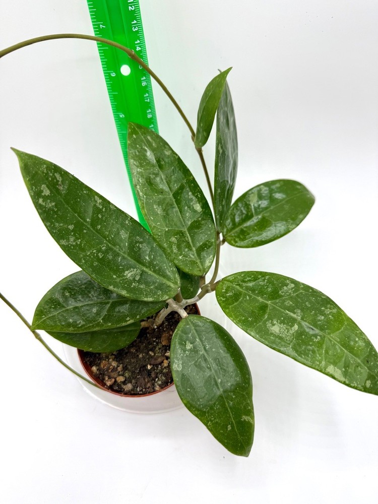 Hoya RHM 14-1 Well Rooted Established Plant
