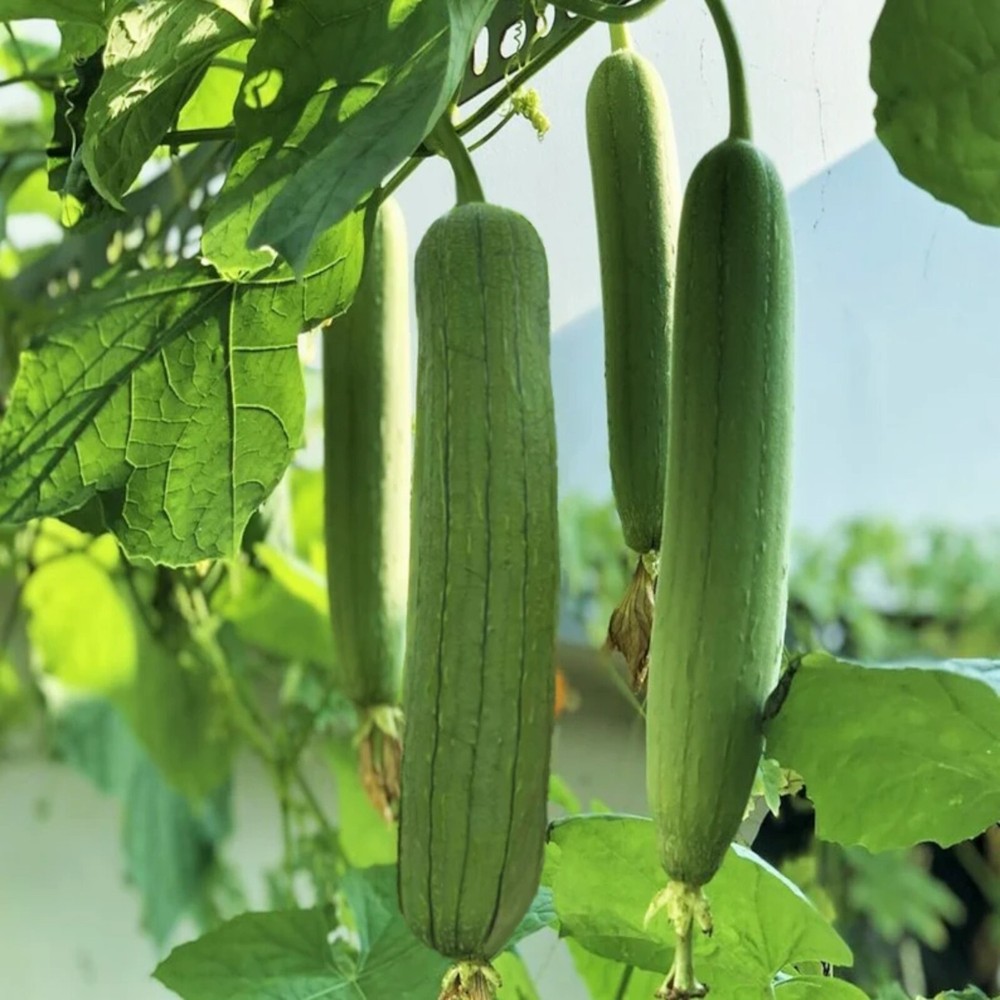 30pcs Non-GMO Luffa Sponge Gourd Seeds for Planting - Chubby Pier Variety