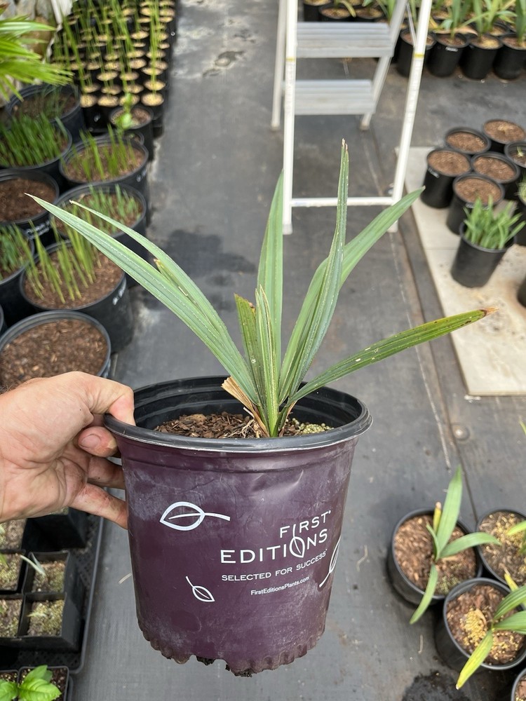 Sabal Minor Split Leaf 2 Gallon!!!