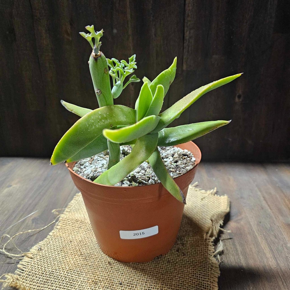 2 Kinds of Rooted Succulent  in 6