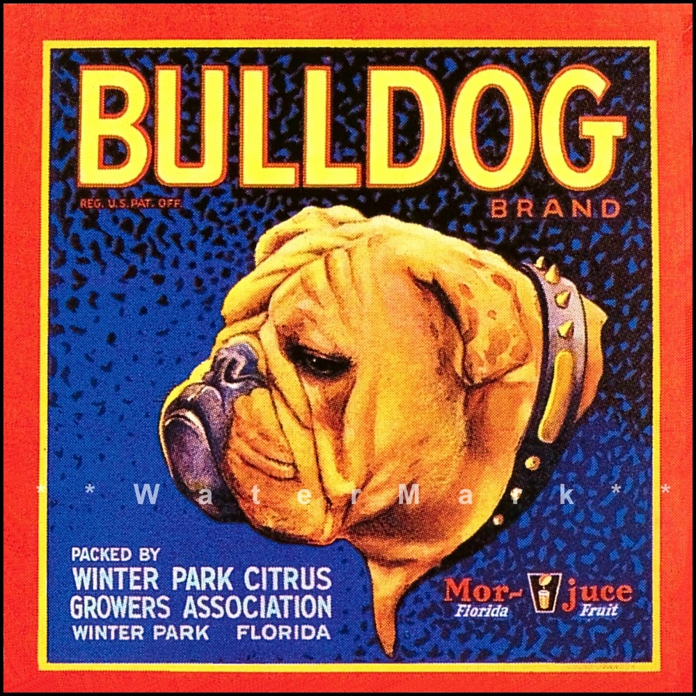 Orange Crate Label Art Bulldog Winter Park Florida Print Retro Vintage Style
