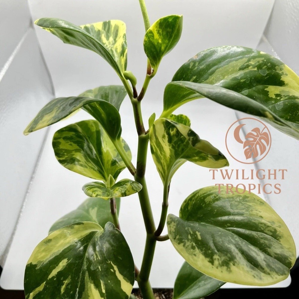 Variegated Peperomia Marble – 4” Baby Rubber Plant | Easy Care Indoor Houseplant