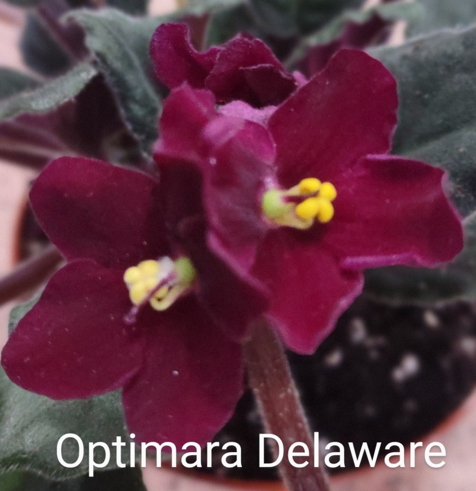 African Violet LEAF POT - OPTIMARA DELAWARE standard