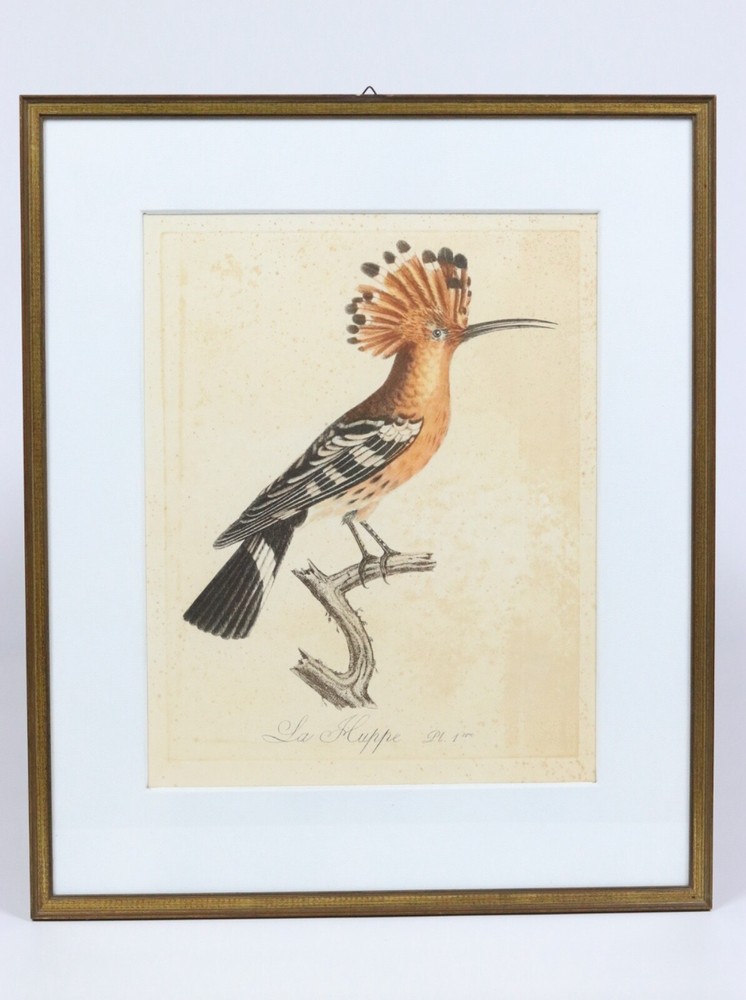 1802 Original Copperplate Jean-Baptiste Audebert Hand Coloured Antique Hoopoe