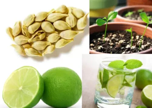 Ceylon Green Lemon Organic Seeds Natural Fresh Herb Fruit Seeds