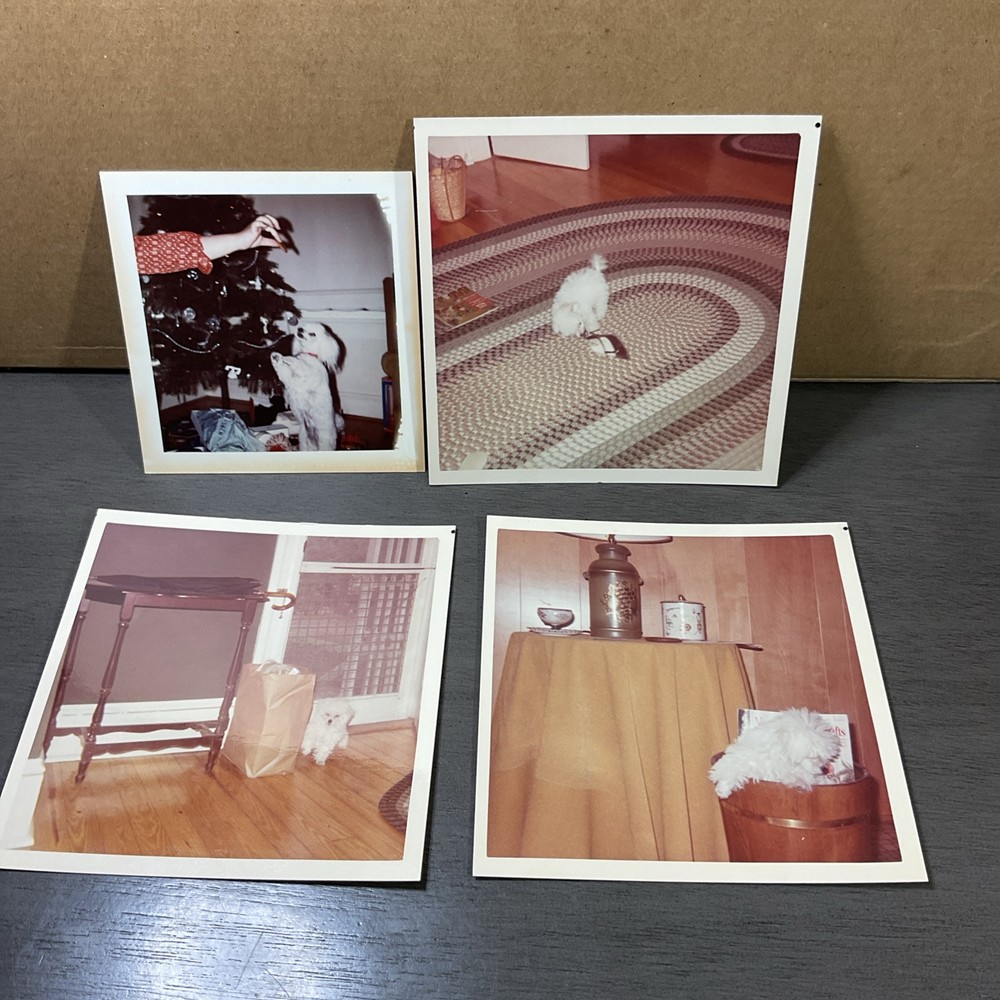 Vintage White Toy Poodle Playing Tricks Christmas Photo B27