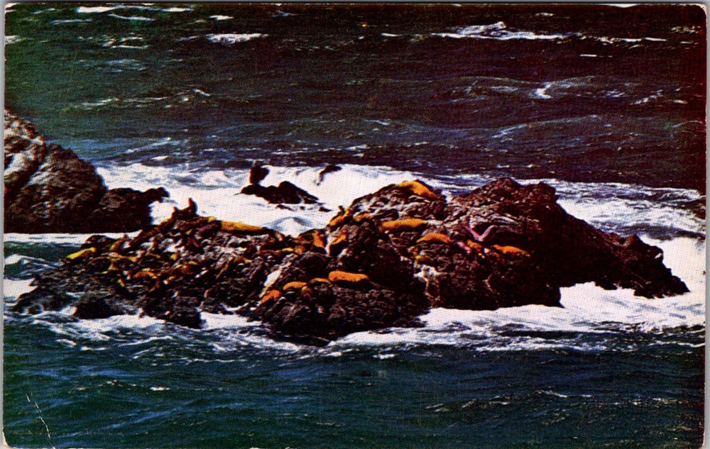 Seal Rocks San Francisco Kodachrome Postcard with Sea Lions at Ocean Beach CA