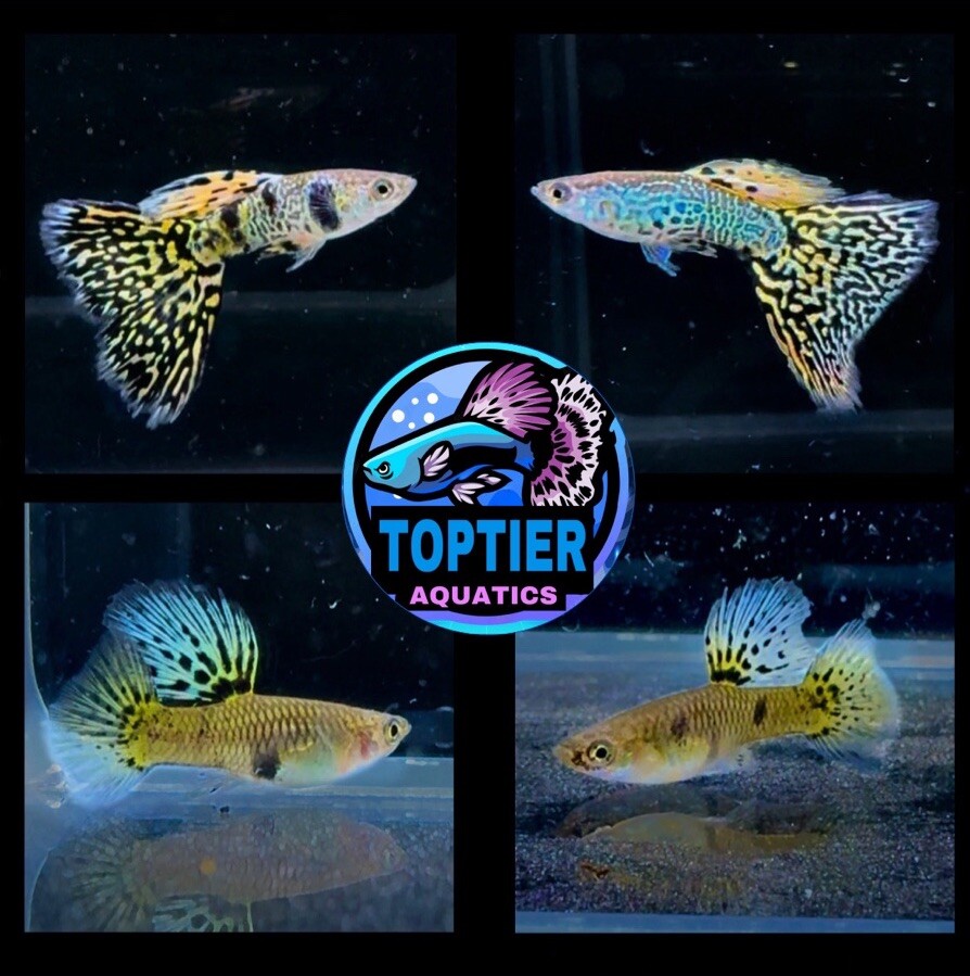 1 PAIR - Live Aquarium Guppy Fish High Quality -  King Cobra
