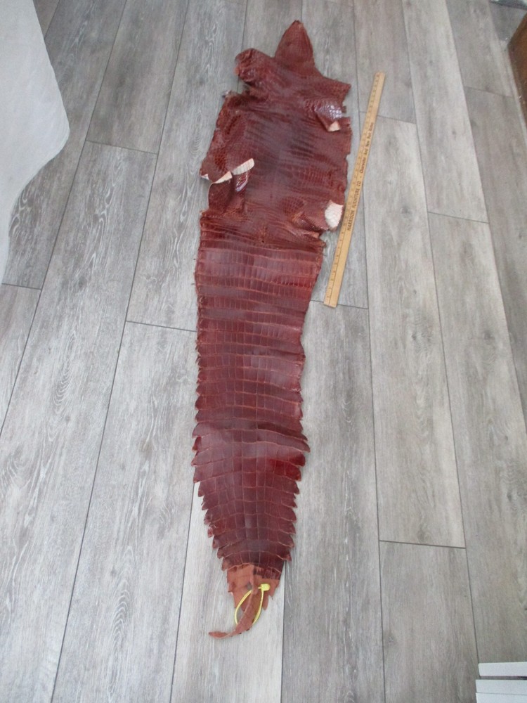 Genuine alligator 36 shiny cognac full  Skin Leather Hide Pelt accessories craft