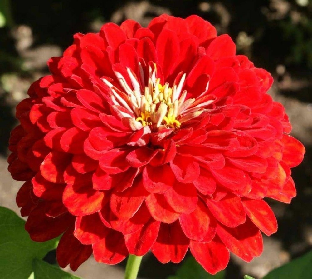 Zinnia Cherry Queen Flower Seeds - B294