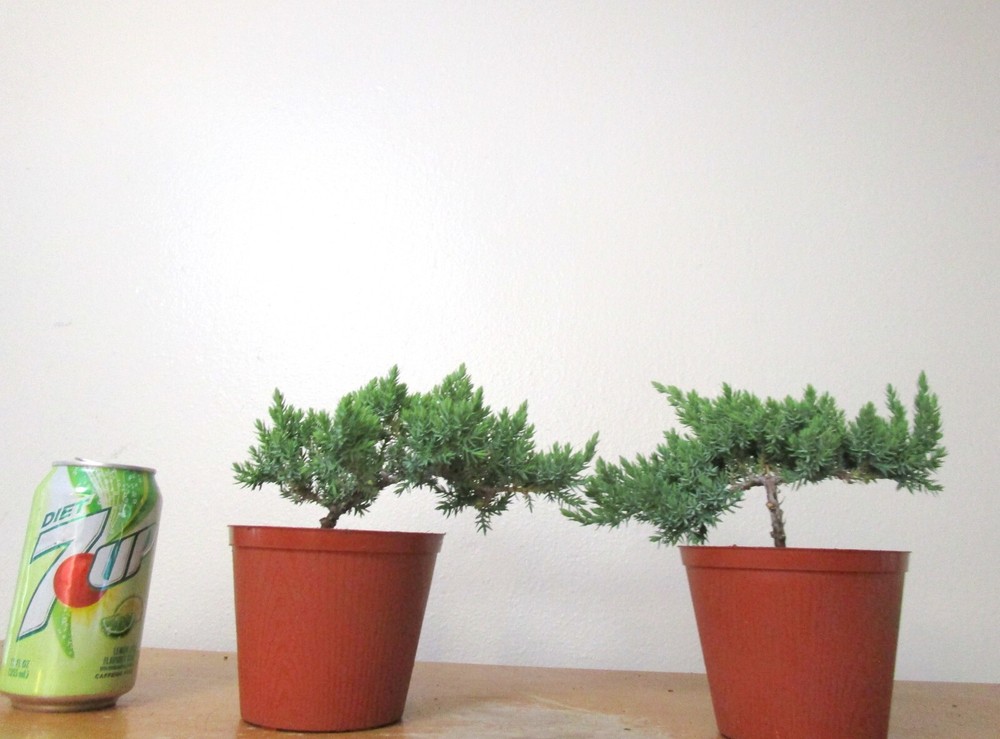 2 Dwarf Japanese Juniper for beginner friendly shohin mame bonsai tree
