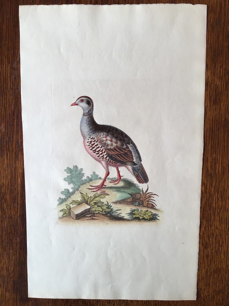 Antique hand-colored print of a Partridge by George Edwards