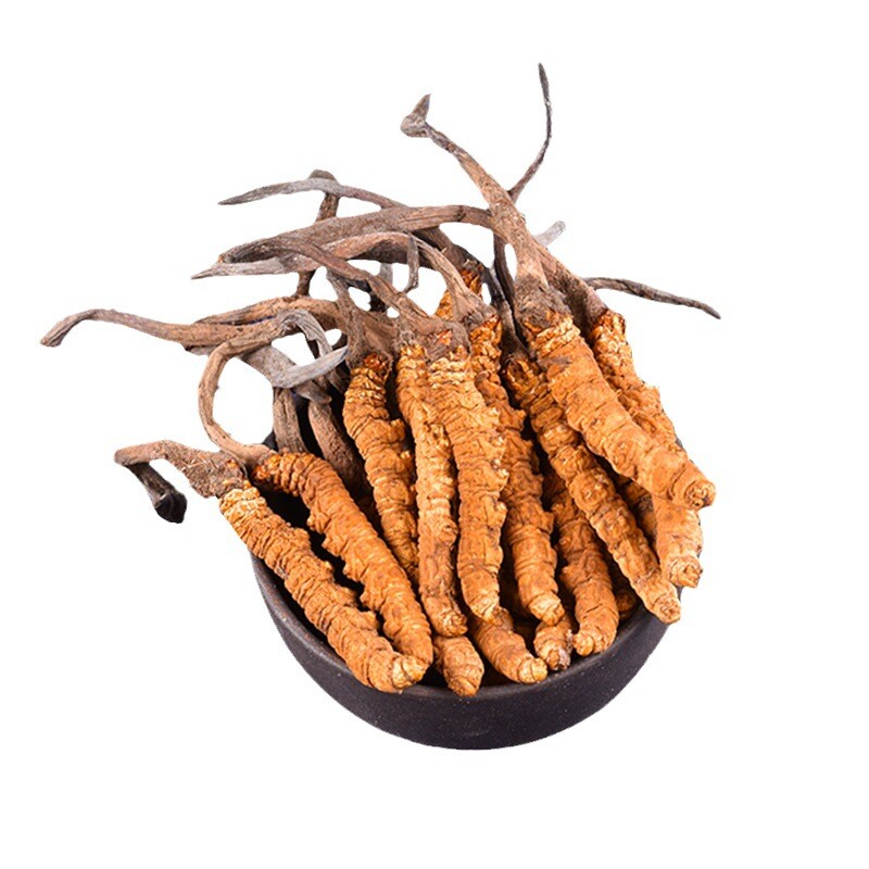 冬虫夏草Cordyceps sinensis
