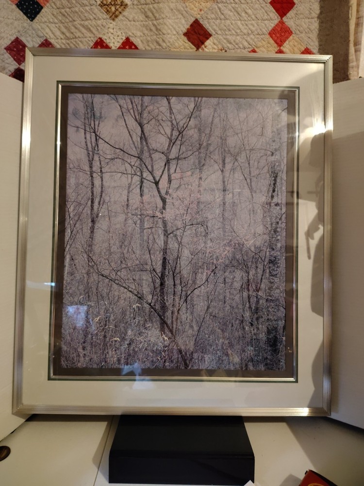 Eliot Porter Print Redbud Tree In Bottom Land  Formatting's Professional Framed